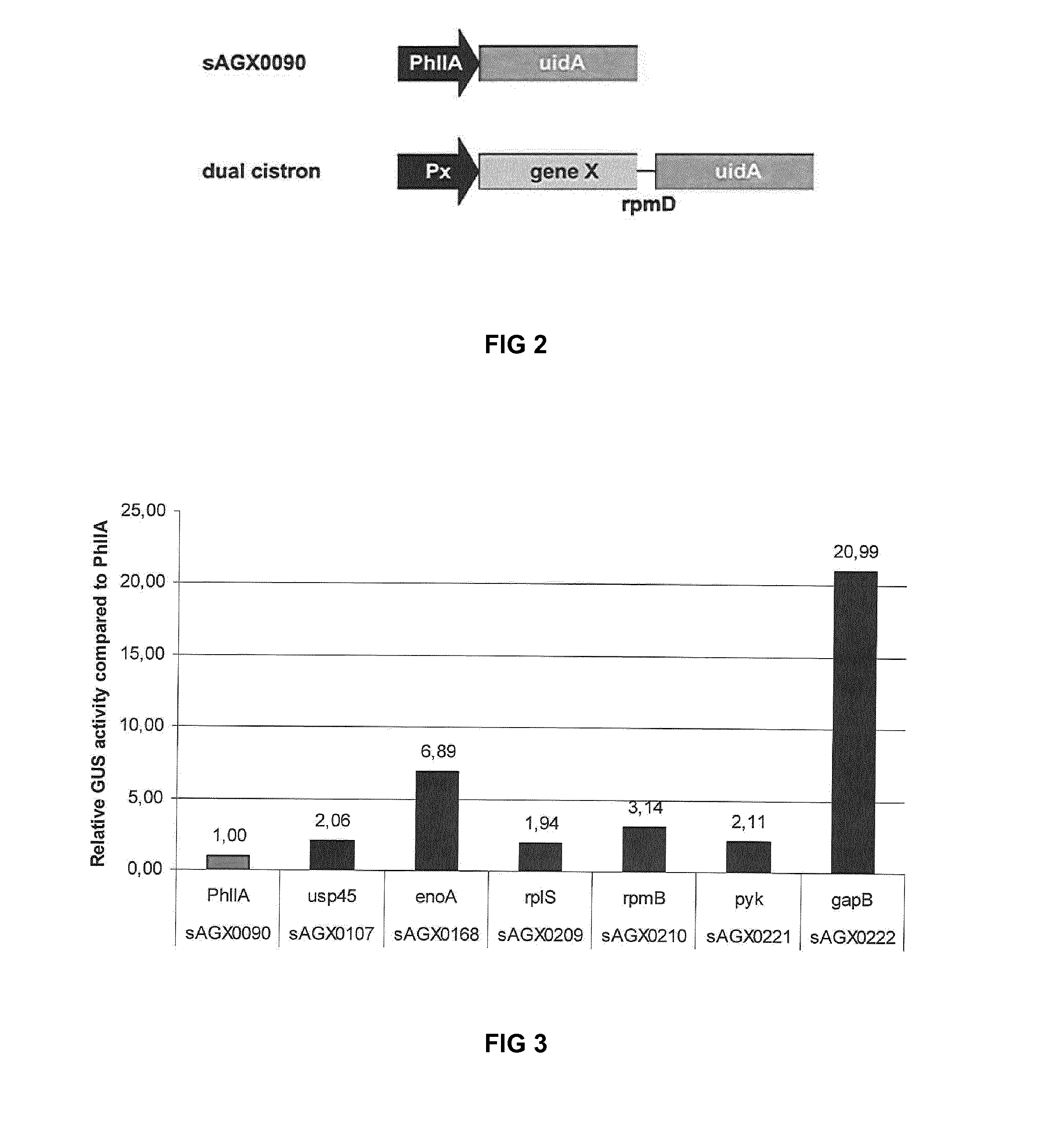 Polycistronic expression system for bacteria