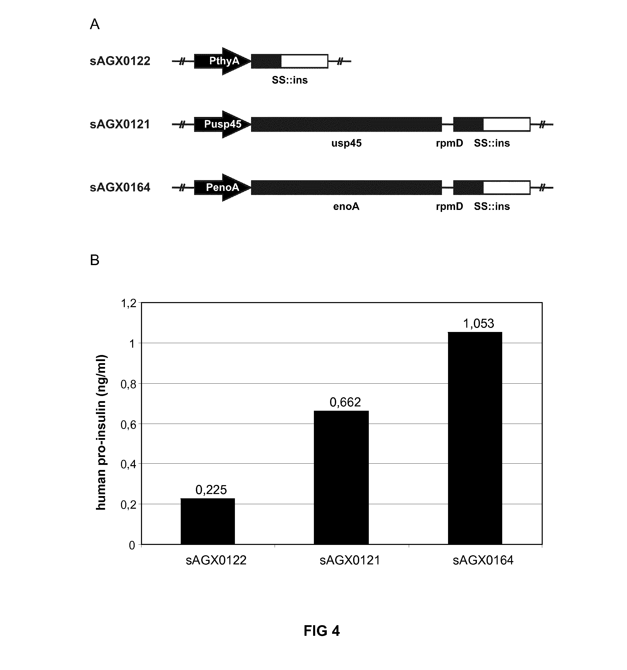 Polycistronic expression system for bacteria