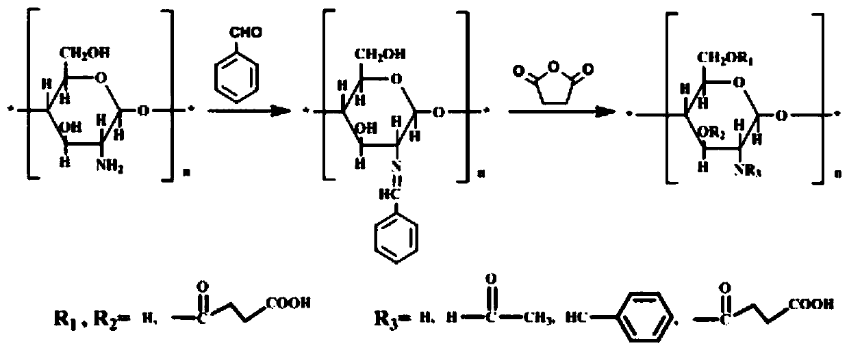 A kind of O-succinate chitosan Schiff base and preparation method thereof