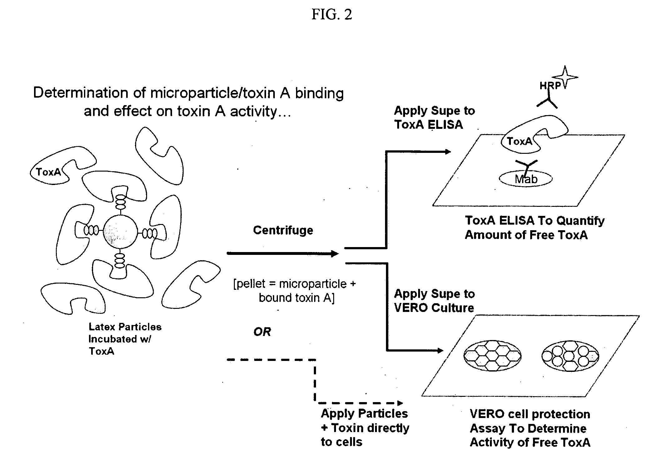 Toxin binding compositions