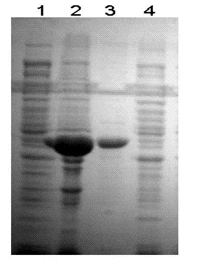 Bispecific antibody of resisting PSMA/FITC (prostate specific membrane antigen/fluorescein isothiocyanate) for early diagnosis and treatment of prostatic cancer and preparation method of bispecific antibody