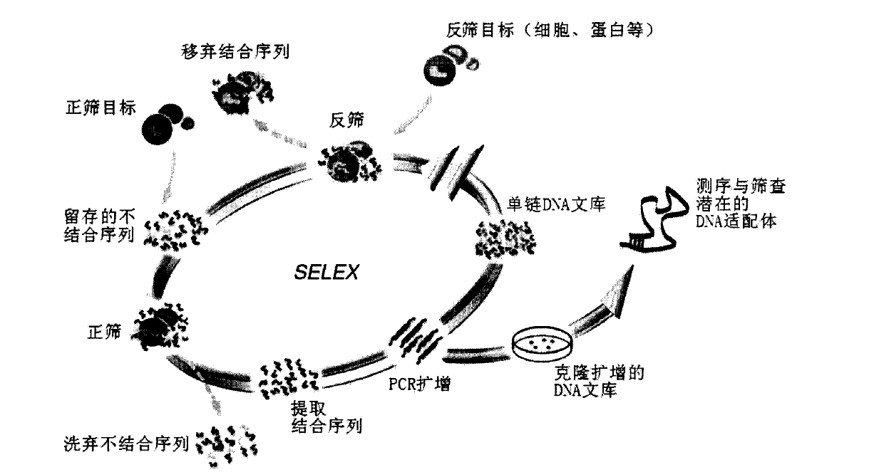 Hepatoma cell aptamer sequence and application thereof