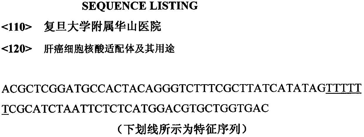 Hepatoma cell aptamer sequence and application thereof