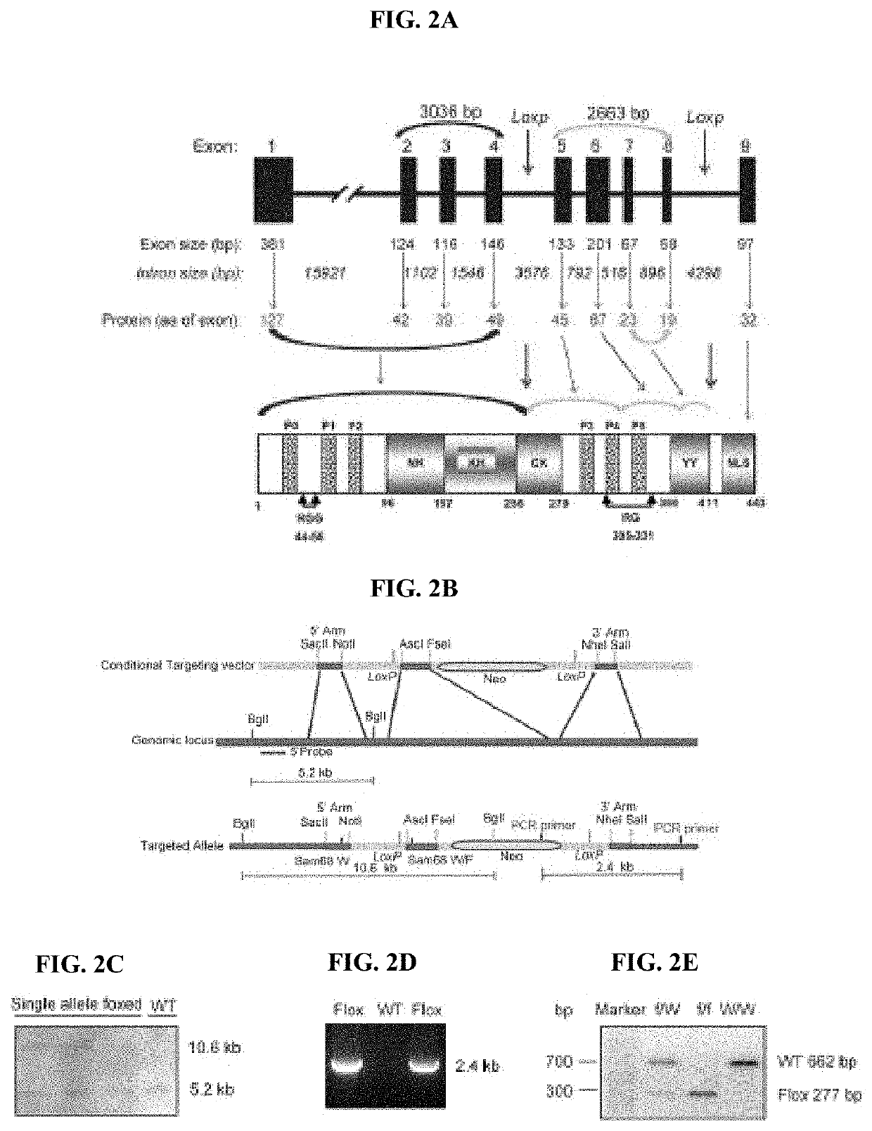 Compositions and methods for treatment of diabetes, obesity, hyper-cholesterolemia, and atherosclerosis by inhibition of sam68