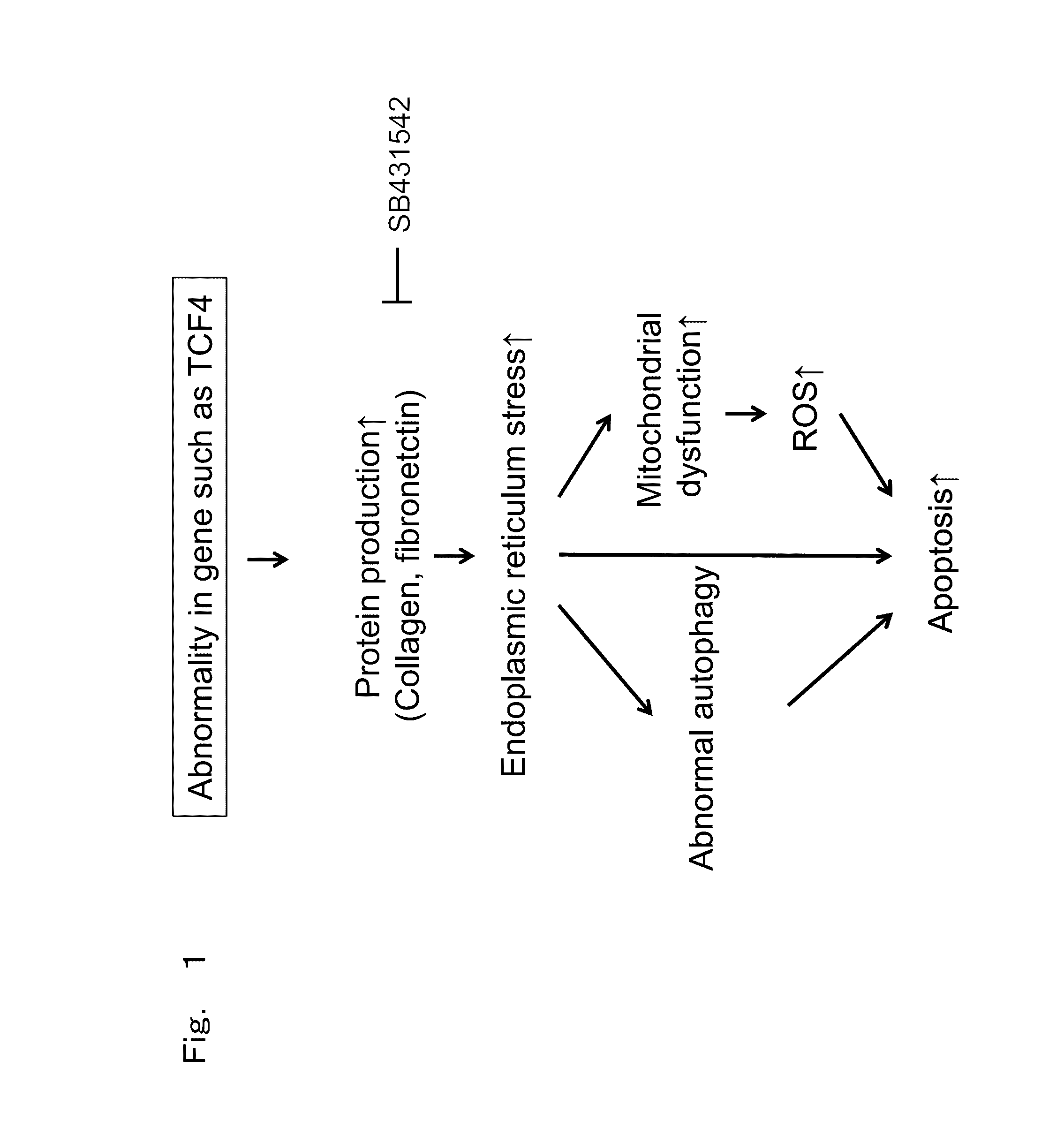 Therapeutic drug for diseases related to endoplasmic reticulum cell death in corneal endothelium