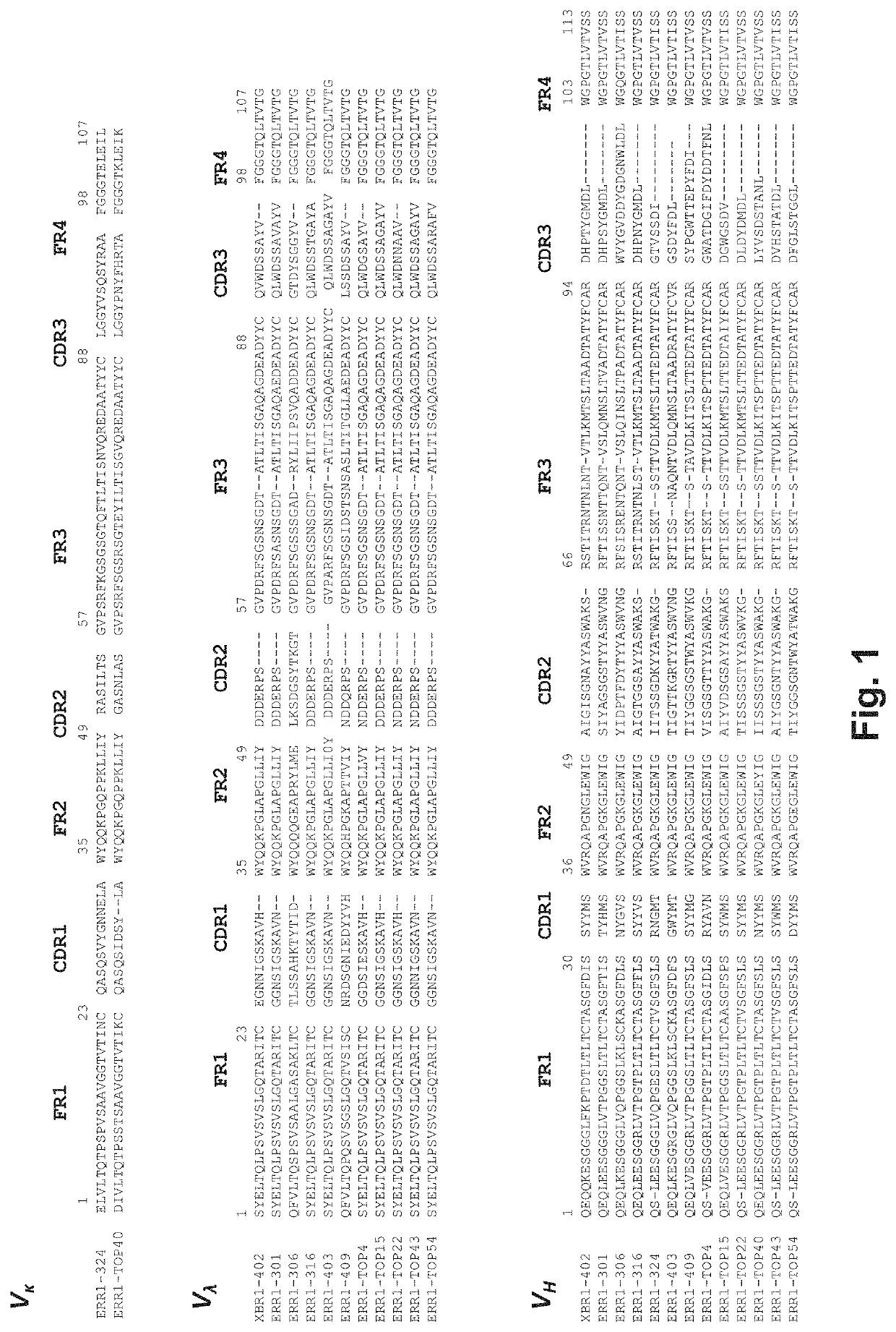 Multispecific antibody product that binds to different ror1 epitopes