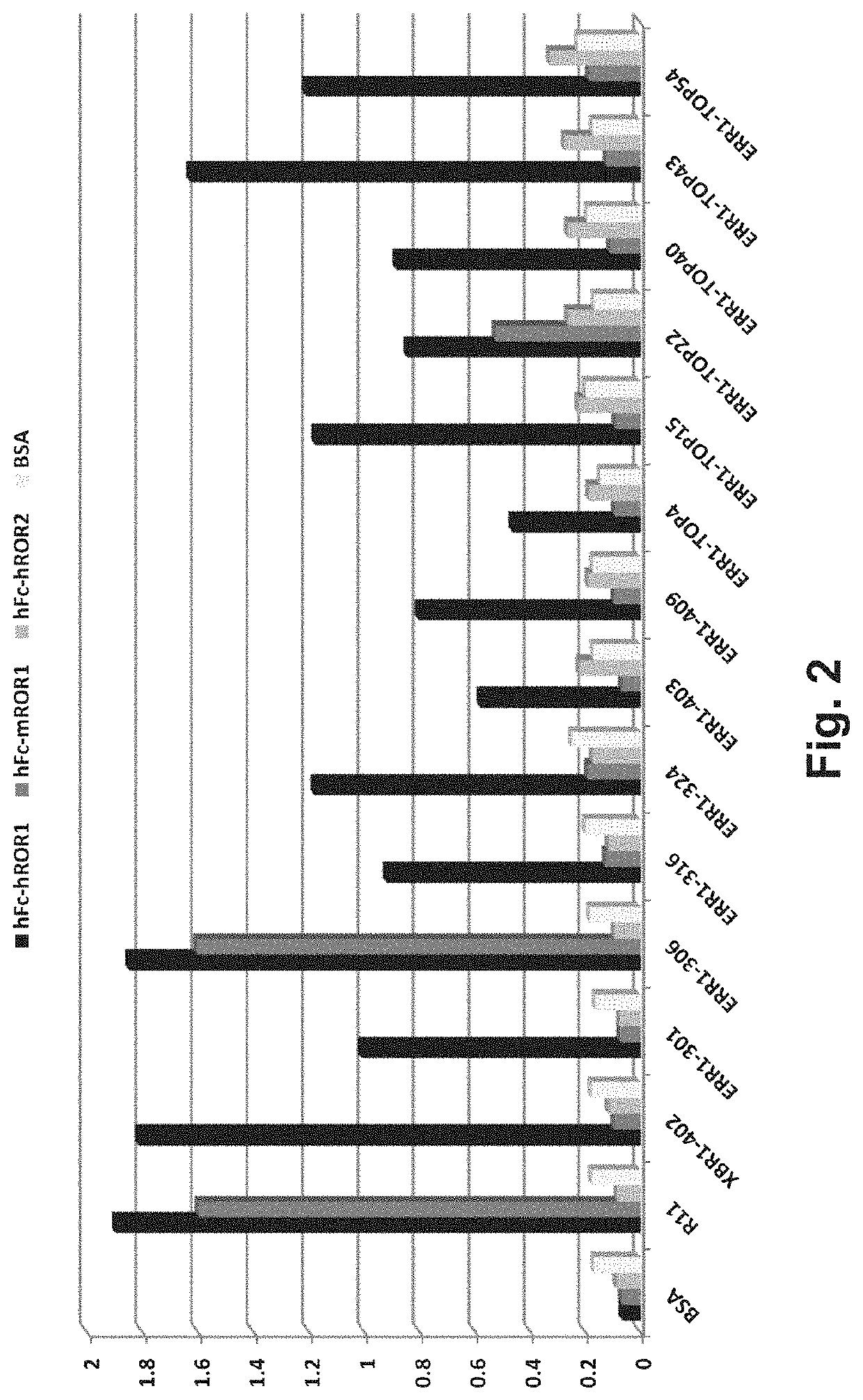 Multispecific antibody product that binds to different ror1 epitopes