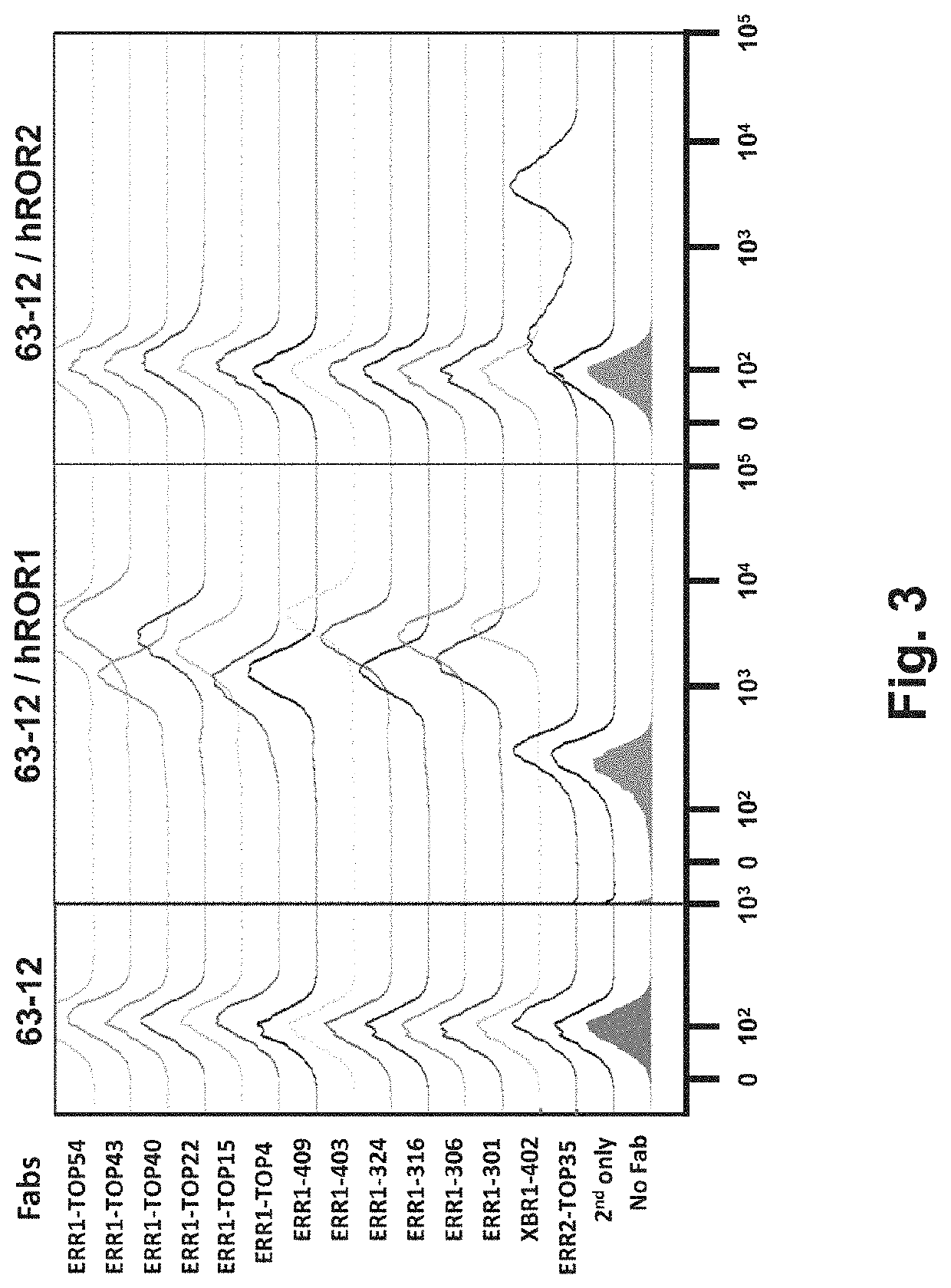 Multispecific antibody product that binds to different ror1 epitopes