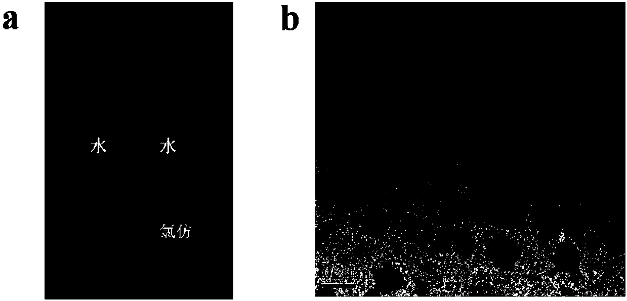 Phospholipid-polyaniline nanoparticles for photoacoustic imaging and/or photothermal therapy and preparation method