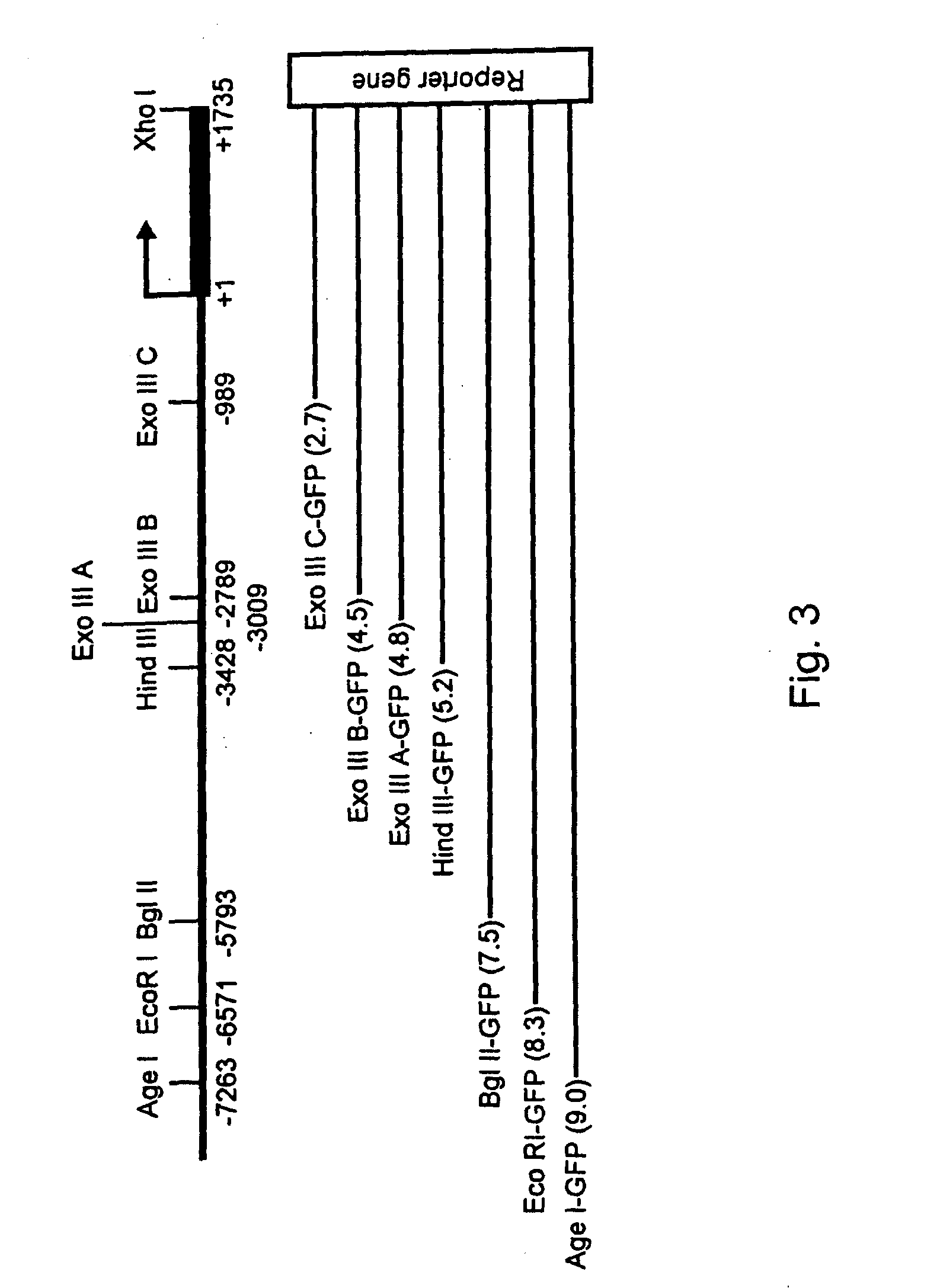 Expression of zebrafish bone morphogenetic protein 4