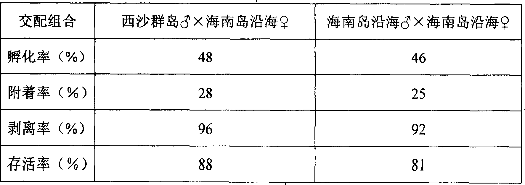 Intraspecific crossing process of Haliotis asinina