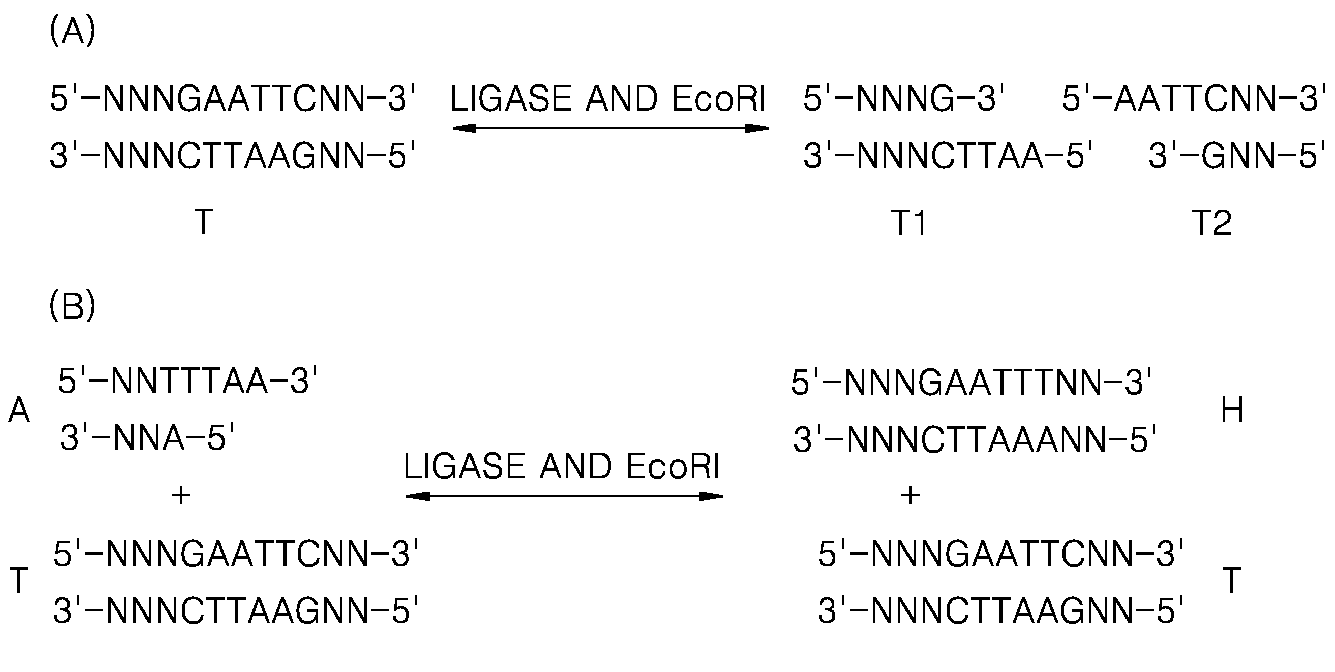 Method of amplifying a target nucleic acid by rolling circle amplification