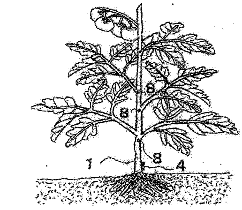 Needle farming method