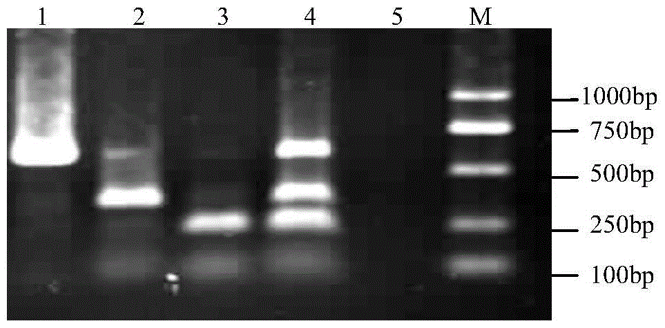 A kind of oncidium virus detection primer and method