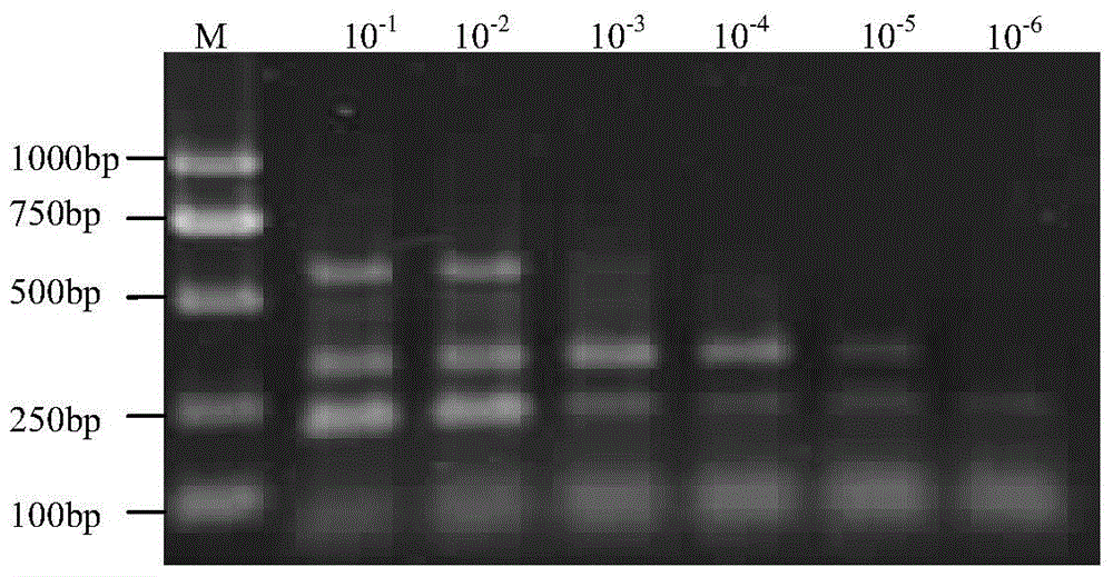 A kind of oncidium virus detection primer and method