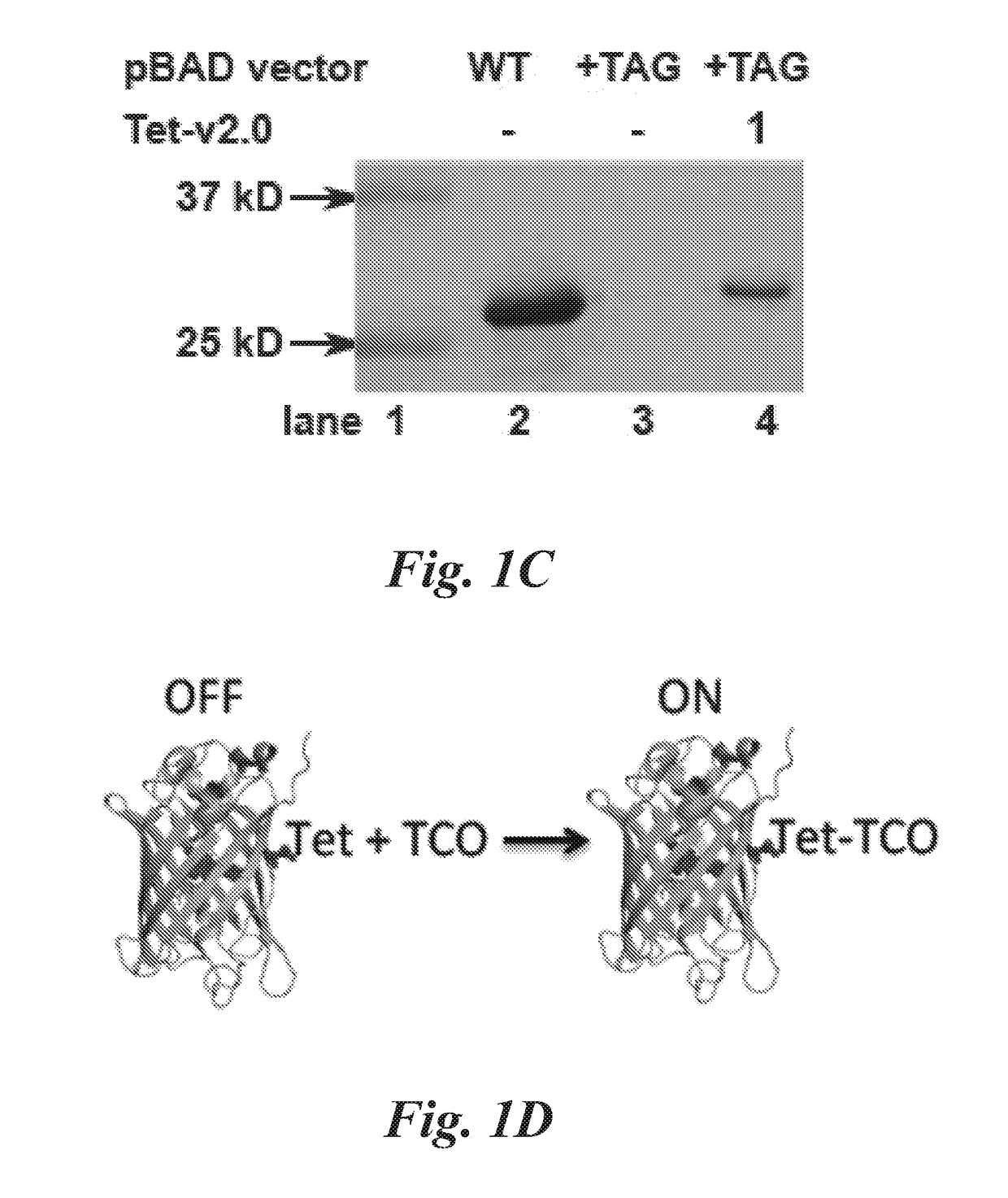 Reagents and methods for bioorthogonal labeling of biomolecules in living cells