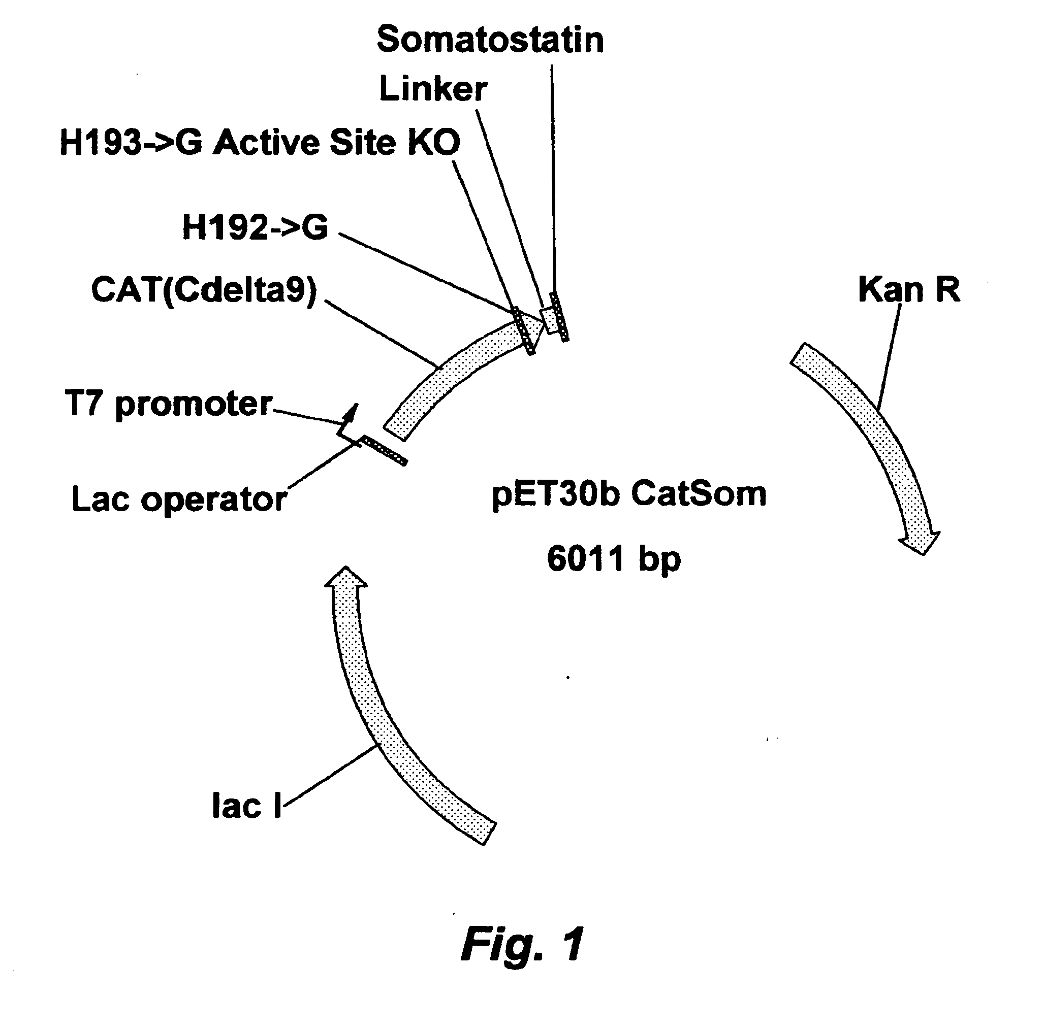 Compositions and Methods for Enhanced Somatostatin Immunogenicity in the Treatment of Growth Hormone and Insulin-Like Growth Factor One Deficiency