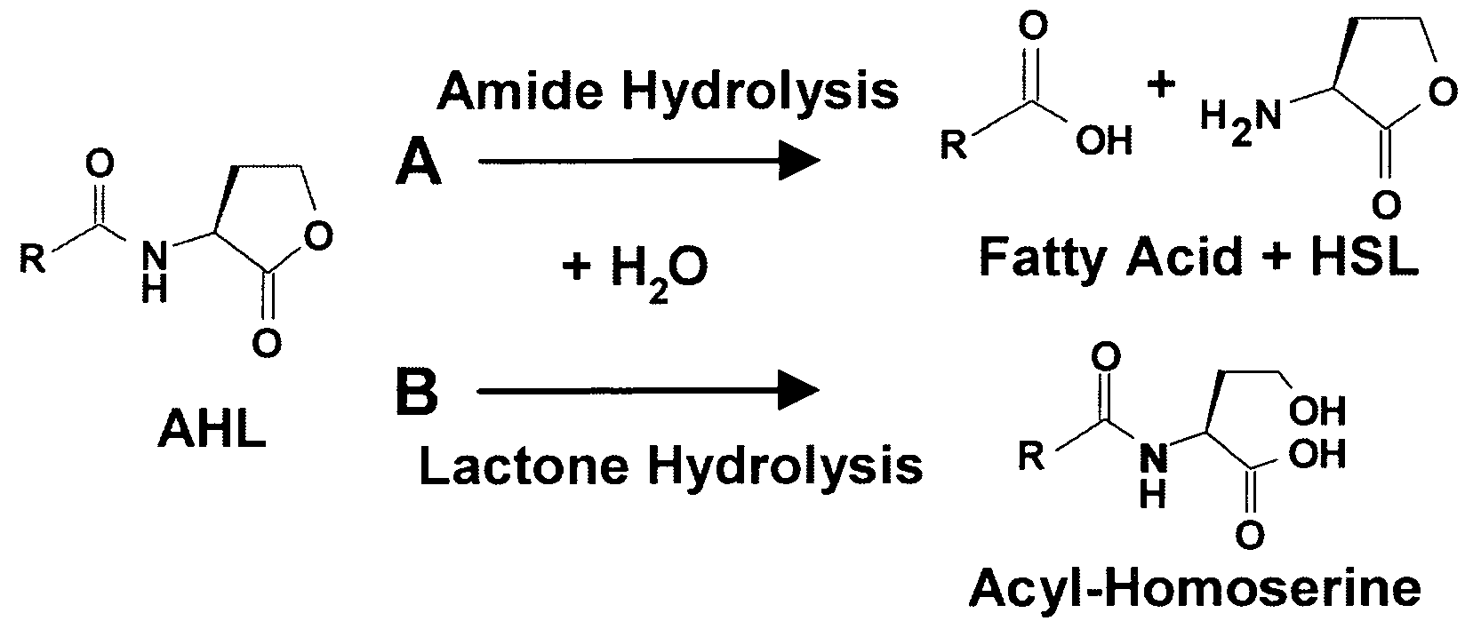 Method of Identifying Agents that Inhibit Quorum Sensing Activity of Gamma-Proteobacteria