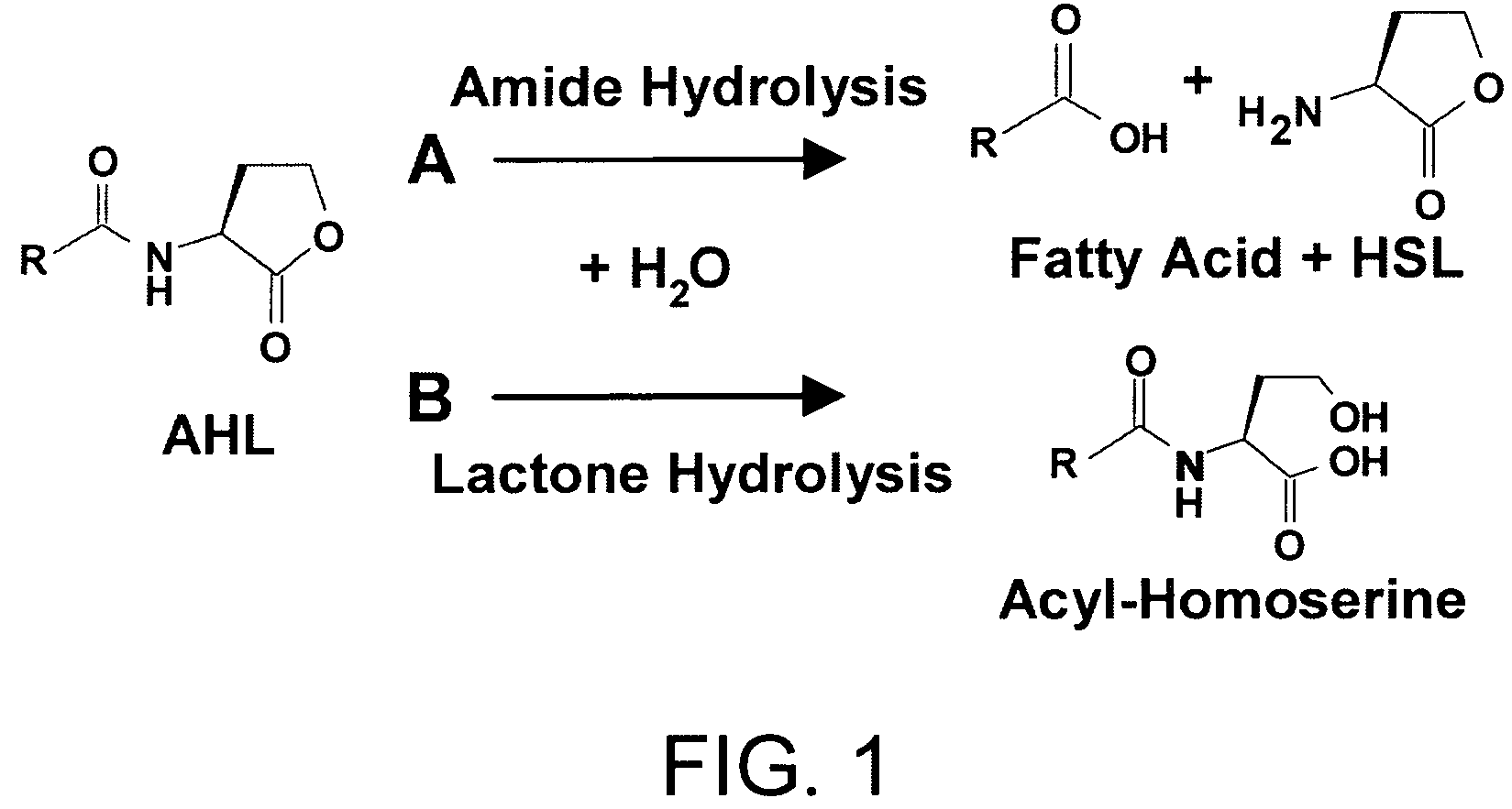 Method of Identifying Agents that Inhibit Quorum Sensing Activity of Gamma-Proteobacteria