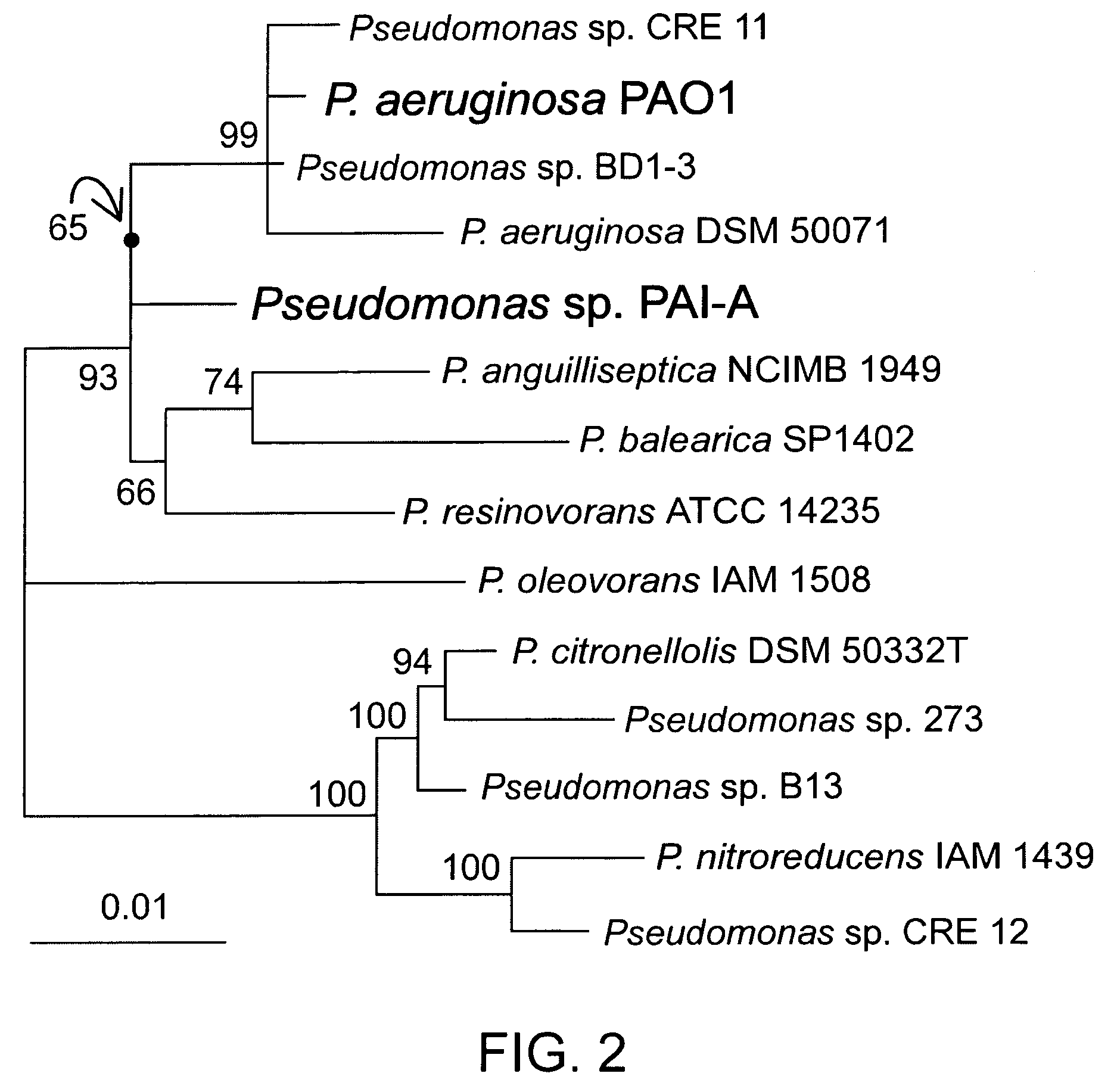 Method of Identifying Agents that Inhibit Quorum Sensing Activity of Gamma-Proteobacteria