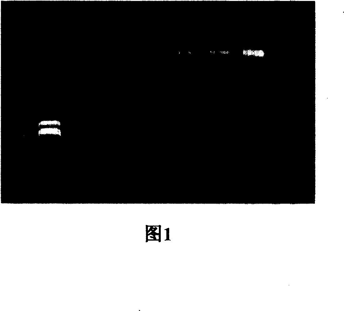 Detection method of hepatitis B virus genome drug resistance mutation