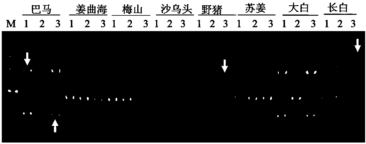 Pig genome molecular marker excavation method based on combination of LINE1 transposon and microsatellite primer