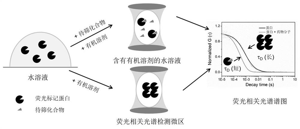 A Drug Screening Method Based on Fluorescence Correlation Spectroscopy to Detect Protein Aggregation Induced by Organic Solvents