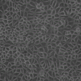 Method for producing ring II type DBN-SX07 strain virus for pigs by seroculturing PK-15 cells