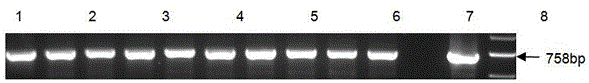 Vector with double expression cassettes and high glyphosate resistance and application thereof to rice