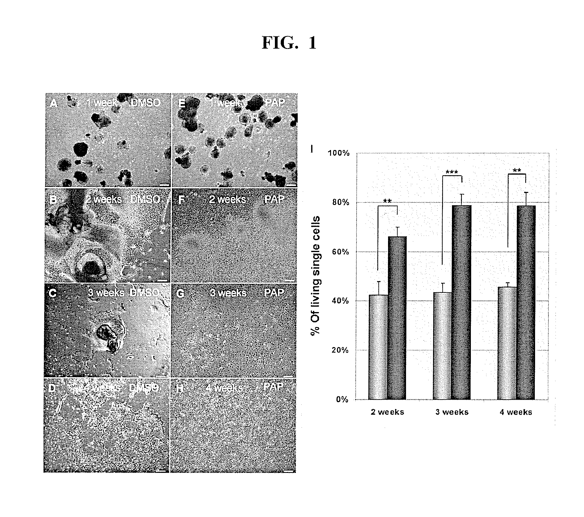 Neurons, astrocytes and oligodendrocytes differentiated from a mammalian pluripotent or neural stem cells exposed to a pyridine deriviative