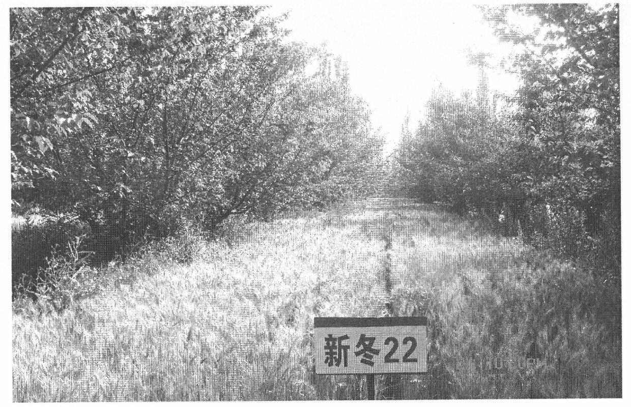 Wheat cultivation method under apricot tree, wheat composite cultivation mode