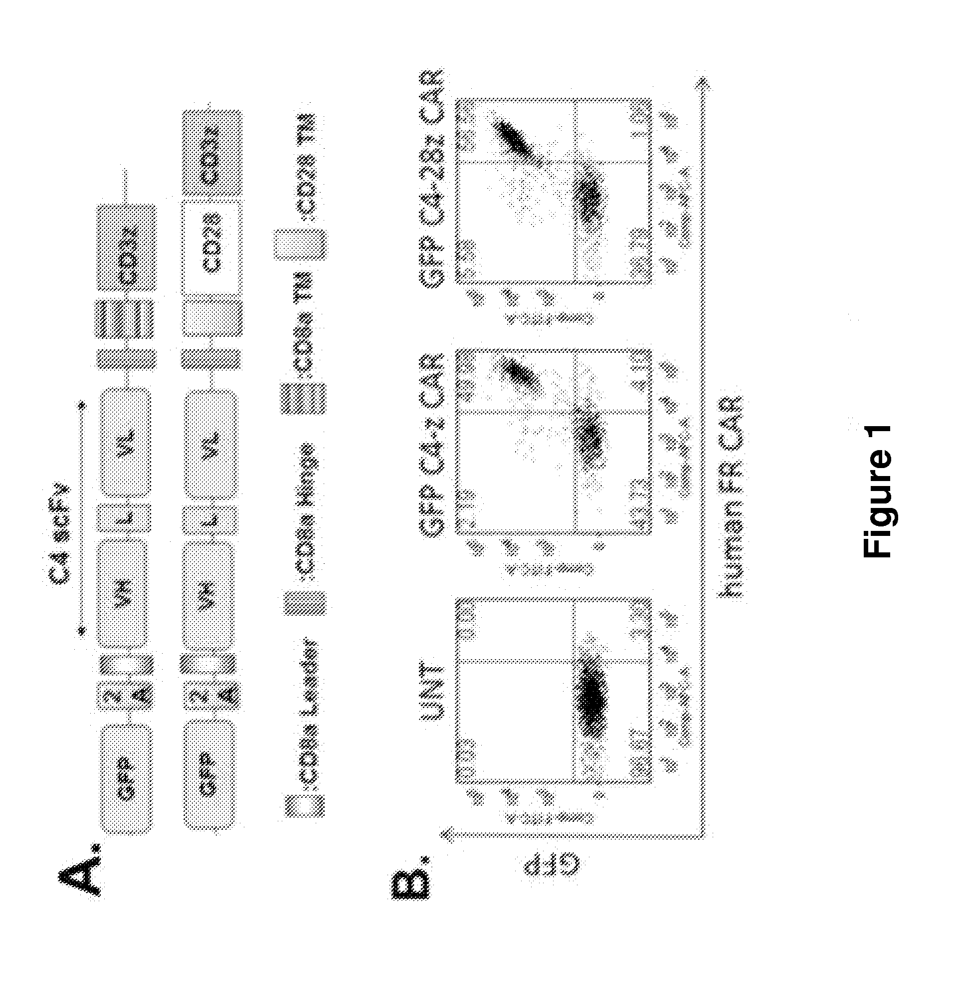 Human alpha-folate receptor chimeric antigen receptor