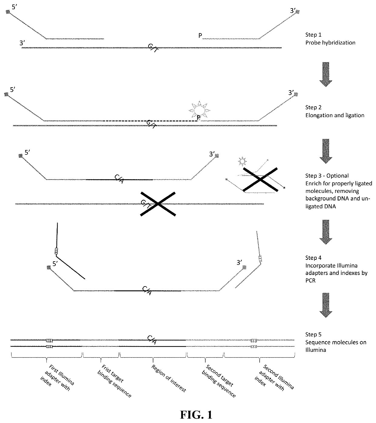 Flexible and high-throughput sequencing of targeted genomic regions