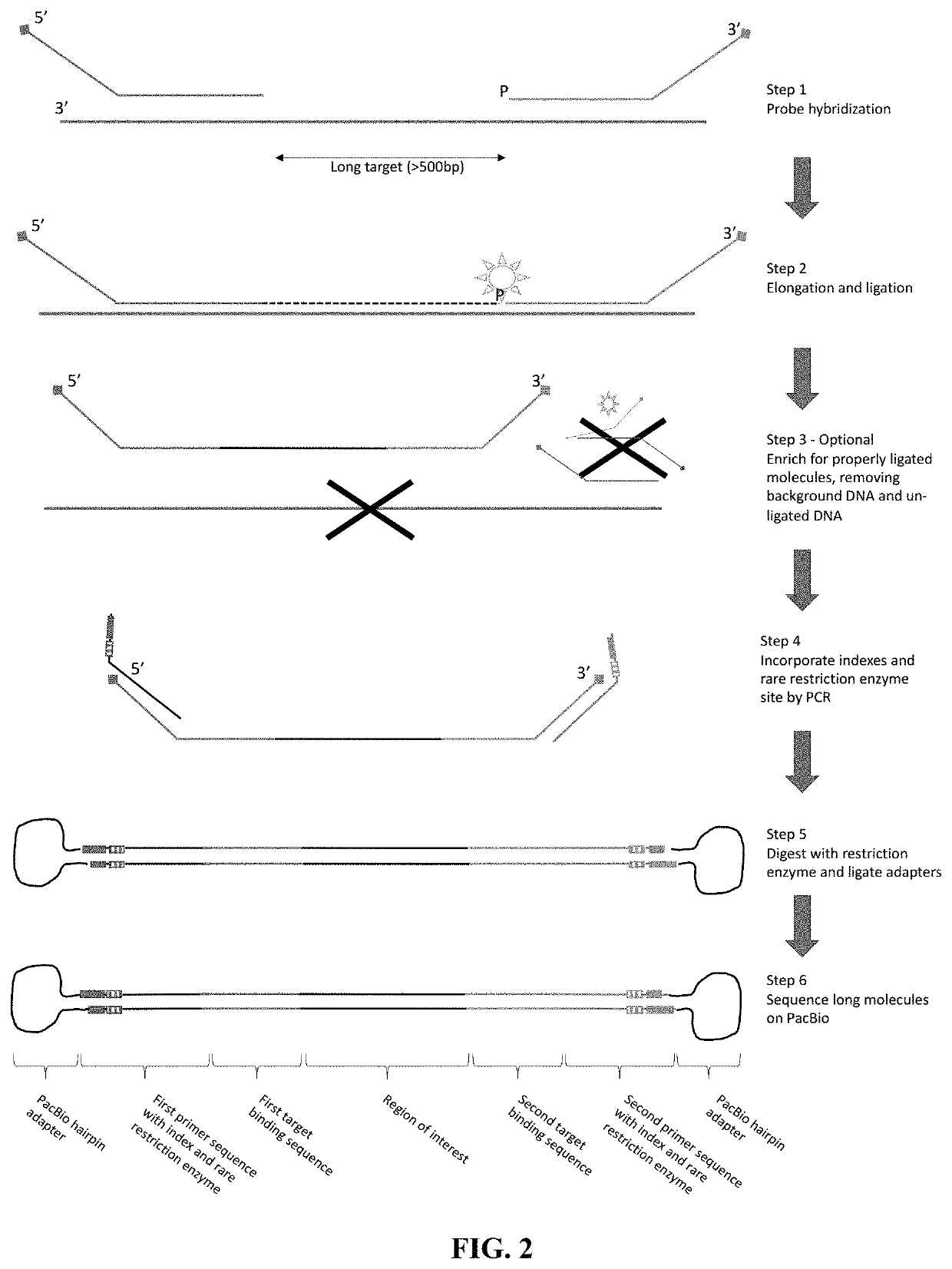 Flexible and high-throughput sequencing of targeted genomic regions