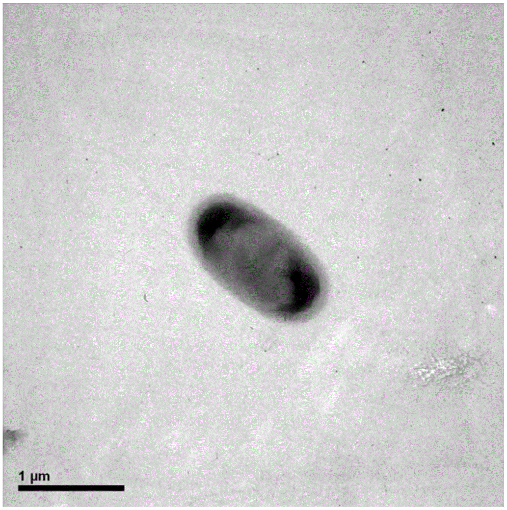 Delftia tsuruhatensis LW26 and application thereof in chlorobenzene degradation