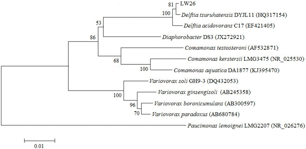 Delftia tsuruhatensis LW26 and application thereof in chlorobenzene degradation