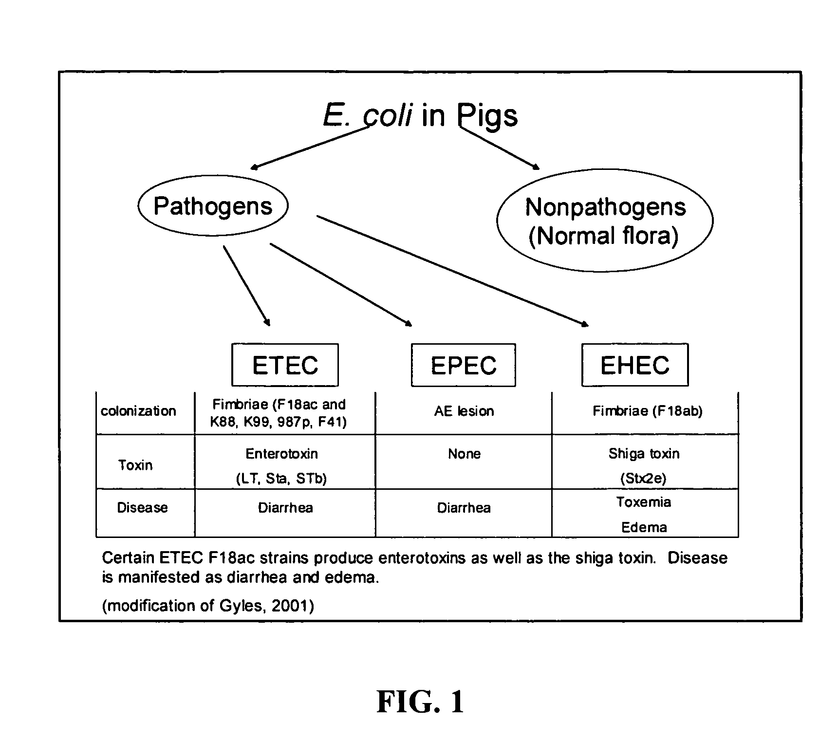 Method and composition for reducing E. coli disease and enhancing performance