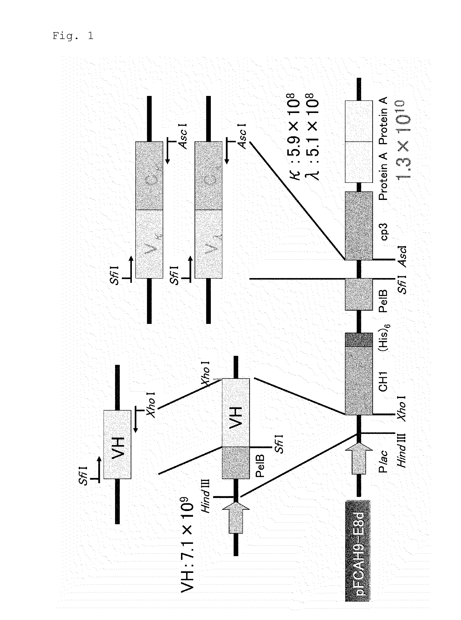 Composition for neutralizing botulinus toxin type-A, and human anti-botulinus toxin type-A antibody