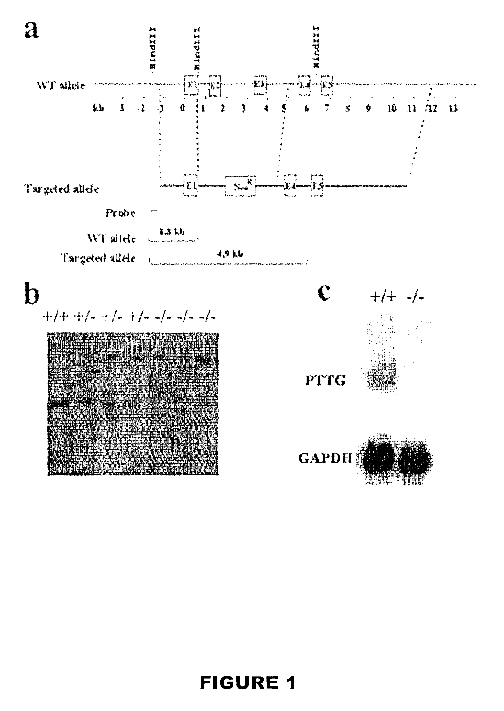 PTTG knockout rodent as a model to study mechanisms for various physiological phenomena, including diabetes