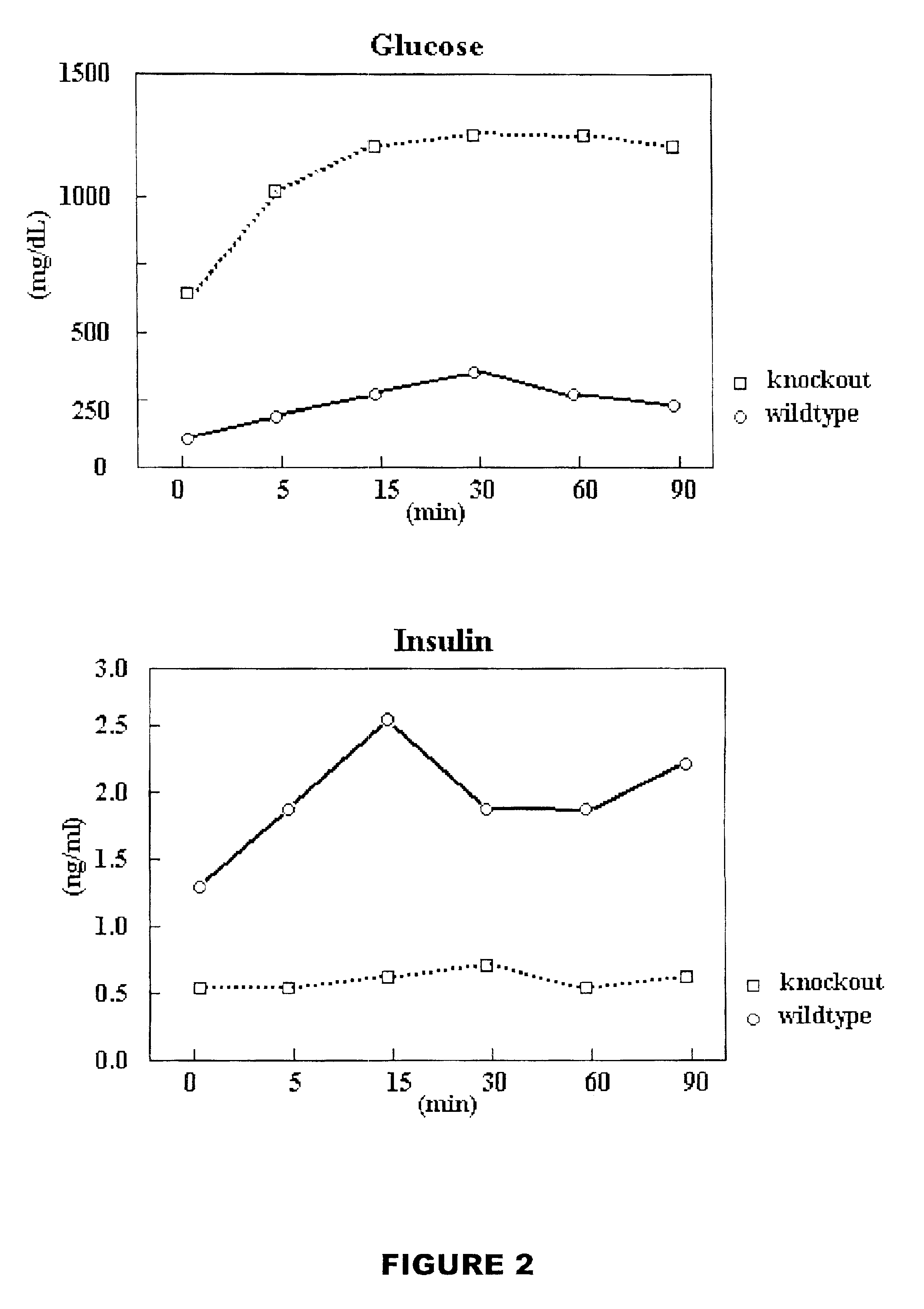 PTTG knockout rodent as a model to study mechanisms for various physiological phenomena, including diabetes