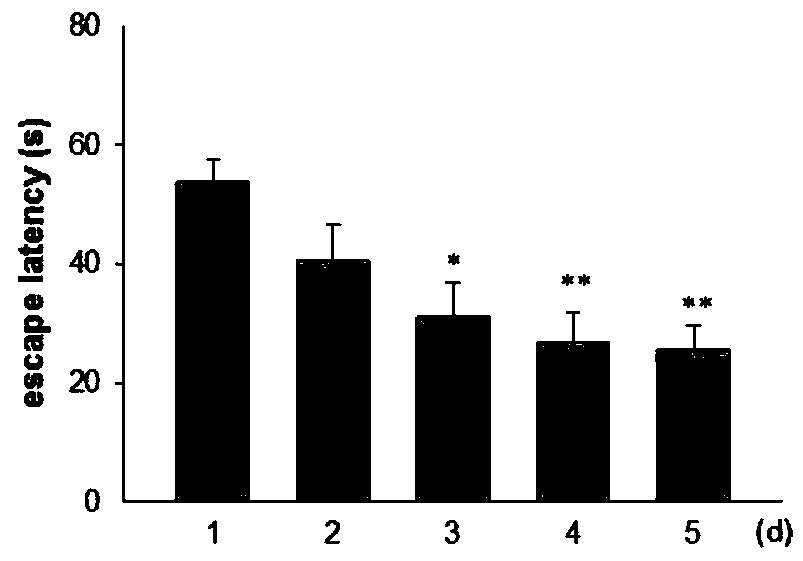 Research method for protective mechanism of learning and memorizing function