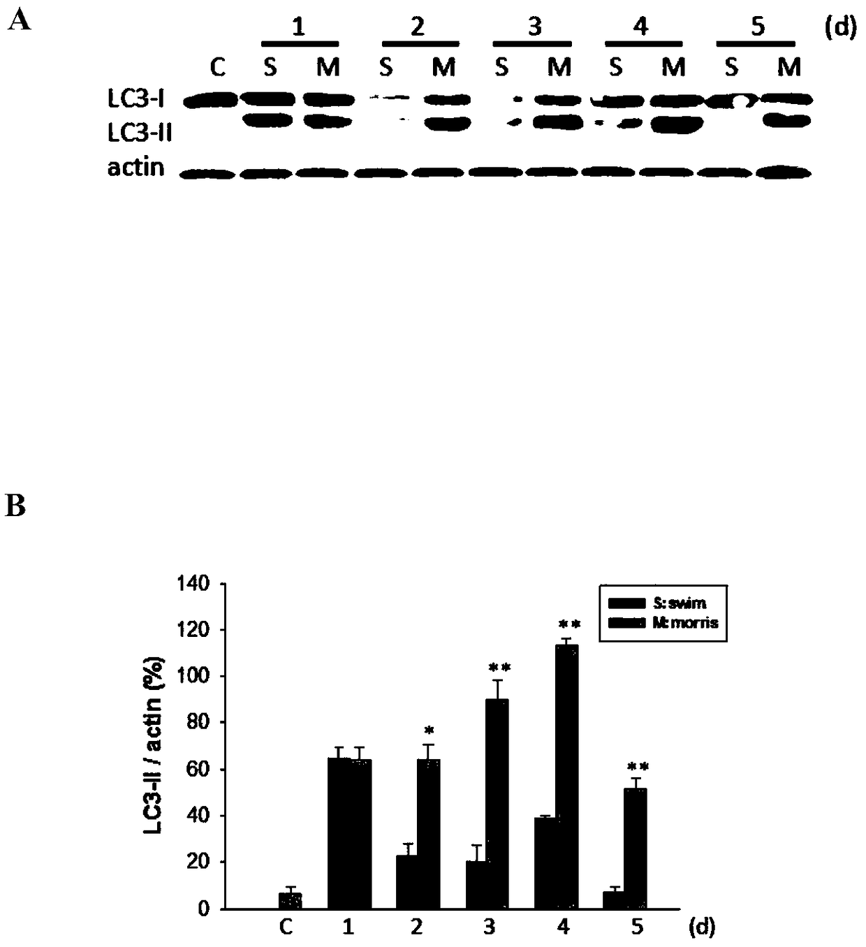 Research method for protective mechanism of learning and memorizing function