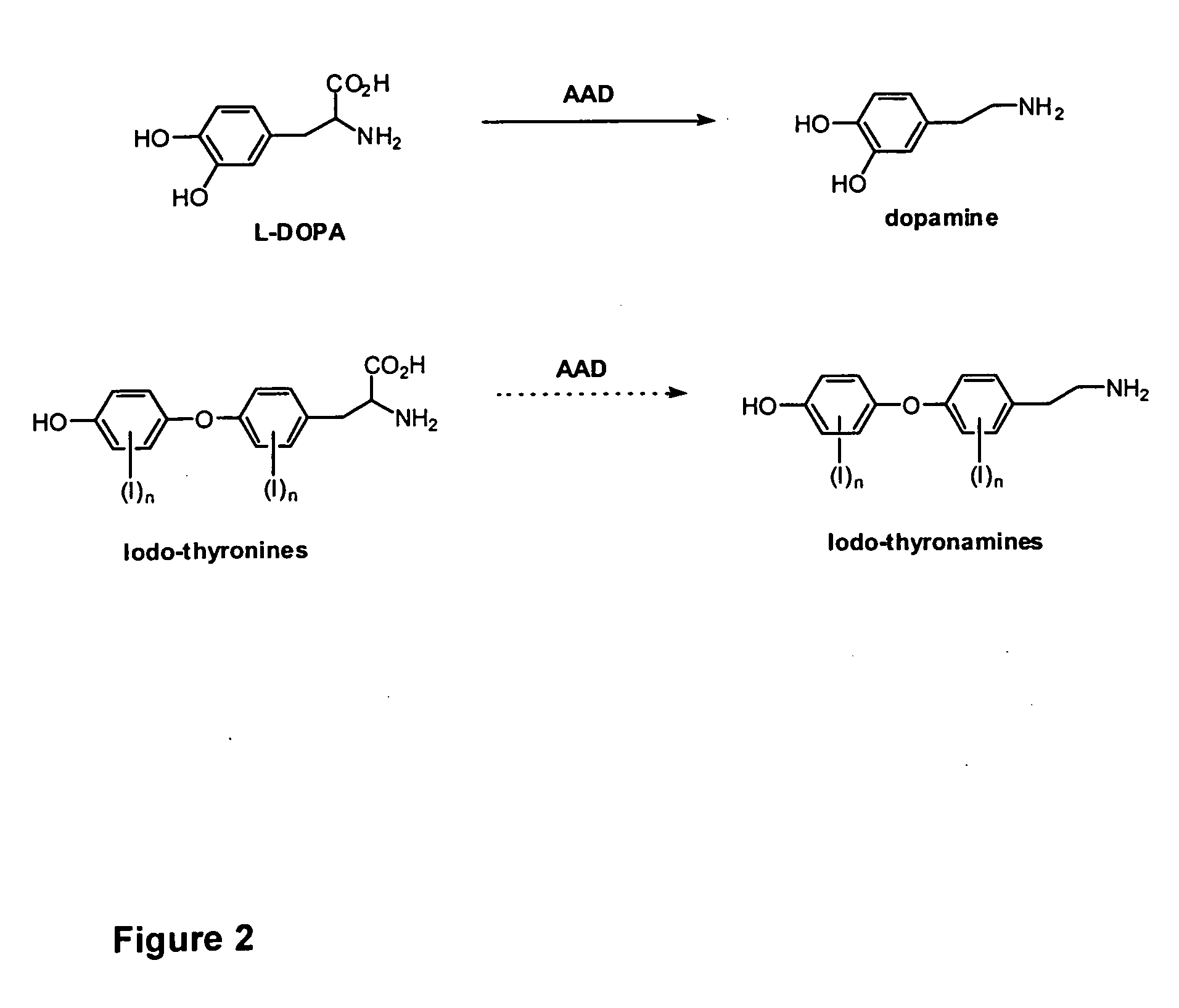 Thyronamine derivatives and analogs and methods of use thereof