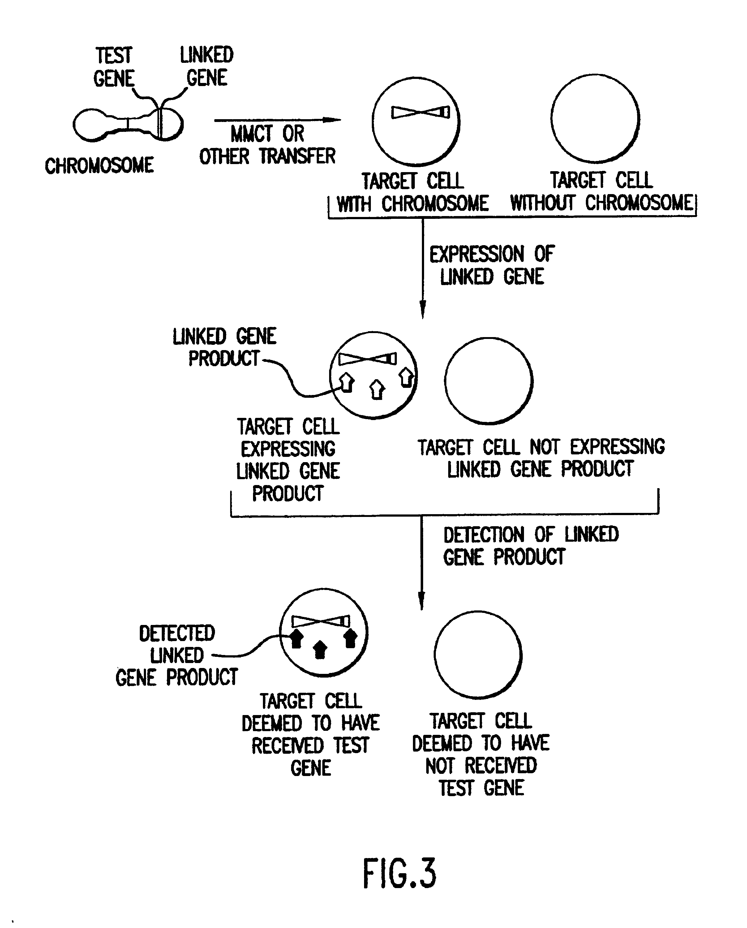 Method of detection and interpretation of mutations through expression or function tests of haploid genes