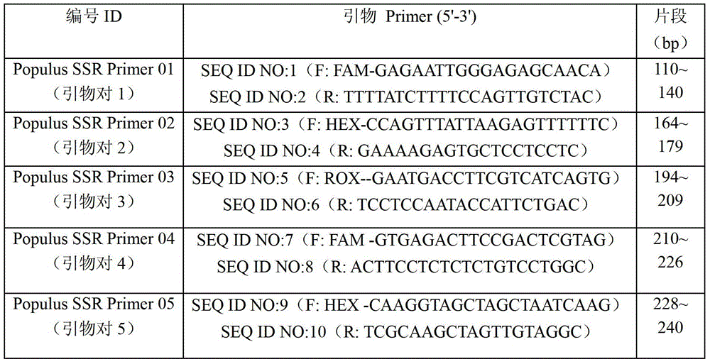 Identification method and identification kit for different species of Populus species