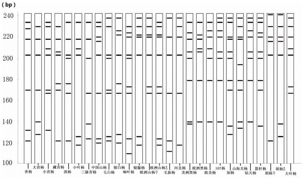 Identification method and identification kit for different species of Populus species