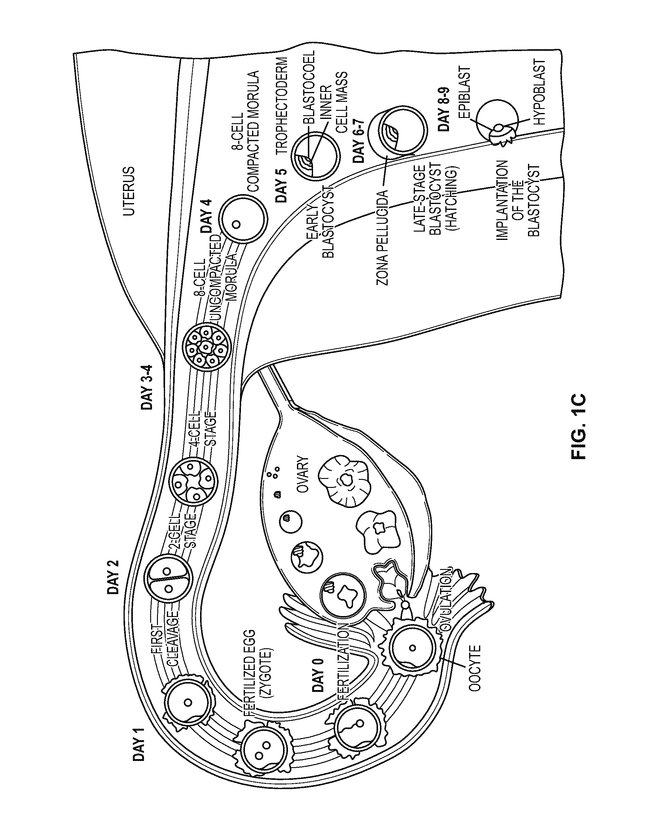 Compositions and methods for culturing cells from normal human tubo-ovarian epithelium and human tubo-ovarian tumors