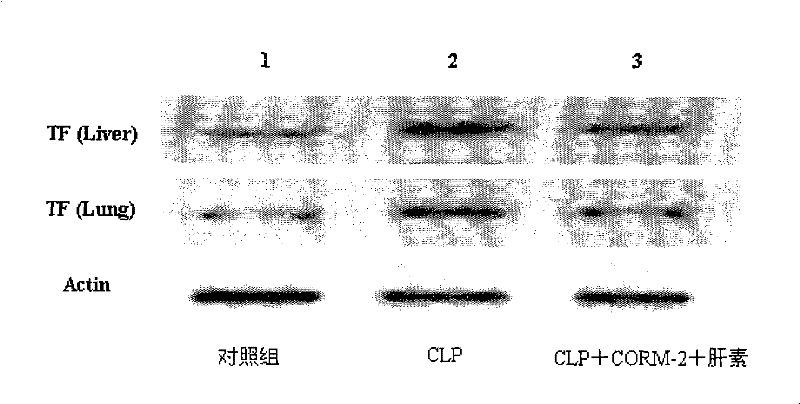 Application of carbon monoxide-releasing molecules and heparin in preparing medicament for treating sepsis