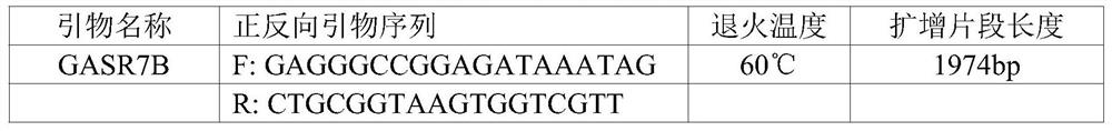 A caps marker related to wheat ear germination resistance/sensitivity and its application