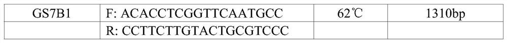 A caps marker related to wheat ear germination resistance/sensitivity and its application